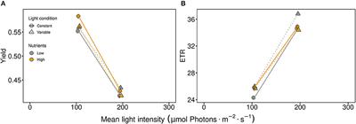 Phytoplankton Community Responses to Interactions Between Light Intensity, Light Variations, and Phosphorus Supply